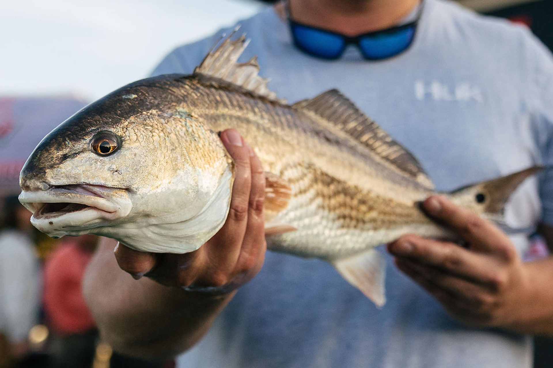 Redfish